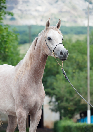 portrait of beautiful arabian filly at mountain backgroundの写真素材