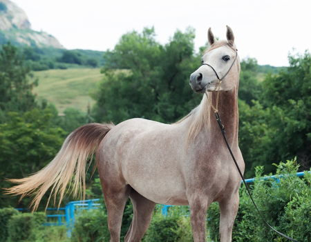 portrait of beautiful arabian filly at mountain backgroundの写真素材
