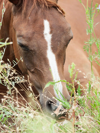 portrait of lying arabian foal  in the meadow. close upの写真素材