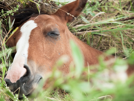 portrait of sleeping arabian foal  in the meadow. close upの写真素材