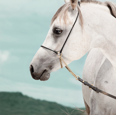 portrait of beautiful arabian white horseの写真素材