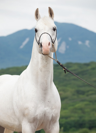 portrait of white arabian stallion at mountain backgroundの写真素材