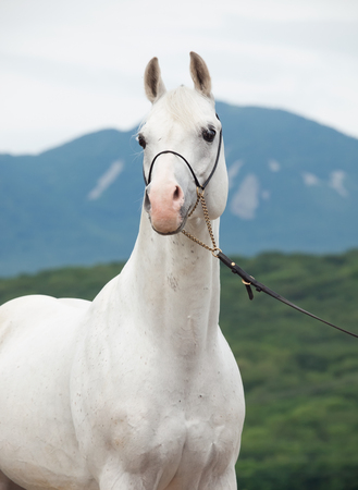 portrait of white arabian stallion at mountain backgroundの写真素材