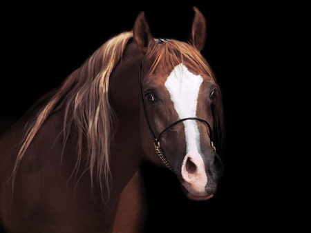 portrait od adult arabian stallion at black backgroundの写真素材