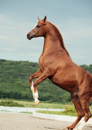 arabian chestnut stallion rearing.の写真素材