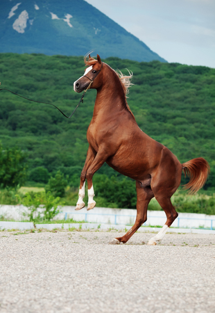 arabian chestnut stallion rearing. at mountain backgroundの写真素材