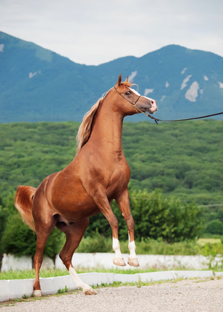 arabian chestnut stallion rearing.の写真素材