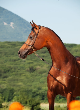 portrait of bay beautiful arabian stallion at mountain backgroundの写真素材