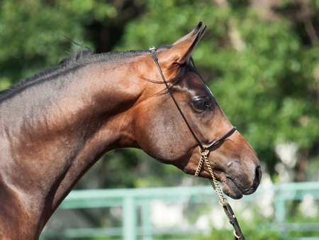 portrait  of beautiful  bay arabian horseの写真素材