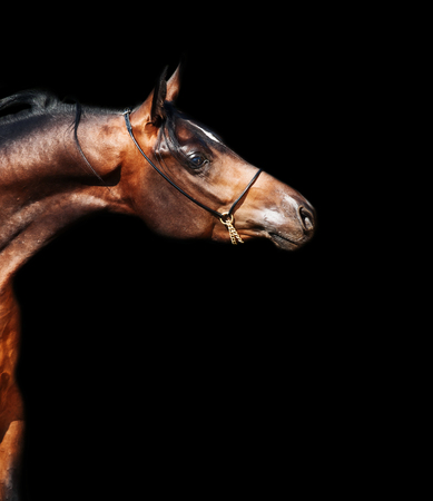 portrait  of beautiful  bay arabian at black backgroundの写真素材
