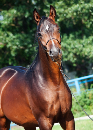 portrait  of beautiful  bay arabian horseの写真素材