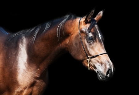 portrait  of beautiful  bay arabian horseの写真素材