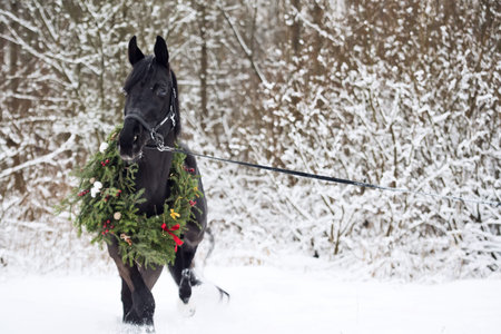 black horse with christmas wreath. winterの写真素材