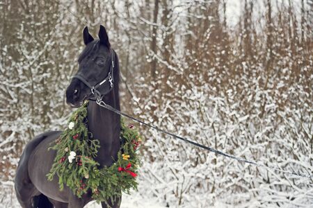 black horse with christmas wreath. winterの写真素材
