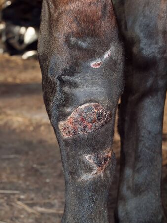 serious  injury of horse's leg. veterinaryの写真素材