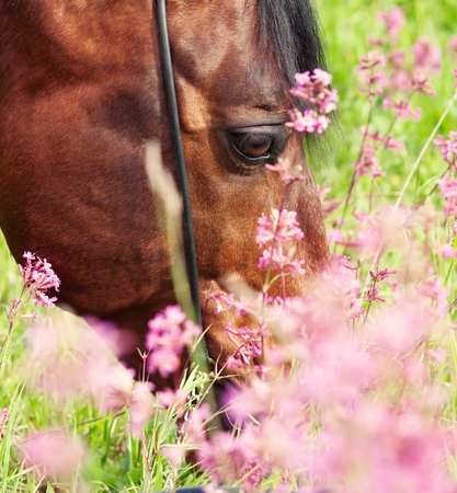 portrait of grazing bay horse. close upの写真素材