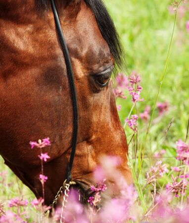 portrait of grazing bay horse. close upの写真素材