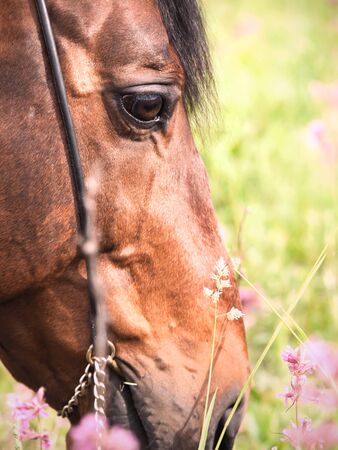 portrait of grazing bay horse. close upの写真素材