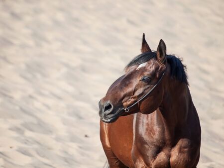 Beautiful breed bay horse in the desertの写真素材