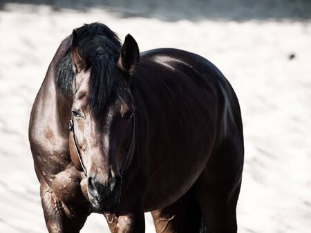 Beautiful breed horse in the desertの写真素材