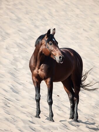 Beautiful breed horse in the dunesの写真素材