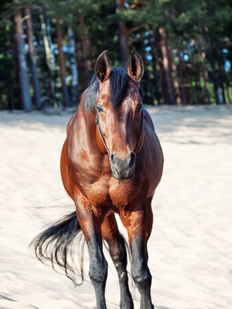 Beautiful breed horse in the dunesの写真素材
