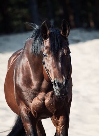 Beautiful breed horse in the desertの写真素材