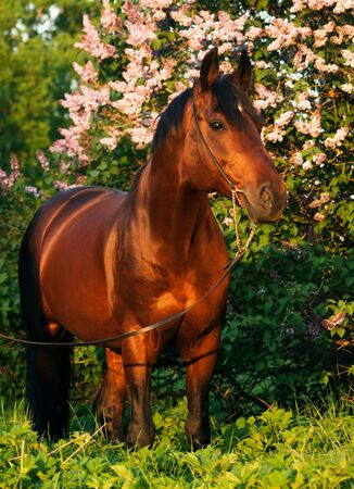 bay horse at blossom bush background in last sun raysの写真素材