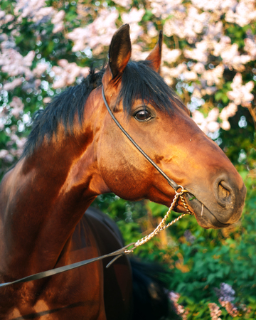 bay horse at blossom bush background in last sun raysの写真素材