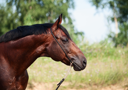 portrait of bay horse の写真素材