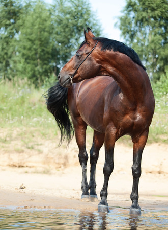 bay horse at lake coastの写真素材