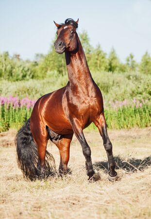 rearing bay stallion in fieldの写真素材