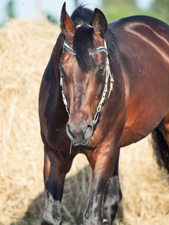 Bay sportive horse with haystackの写真素材