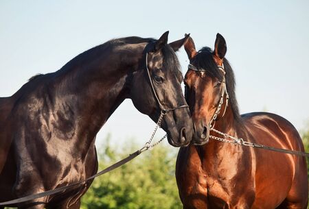 portrait of two Trakehner stallions in meadowの写真素材