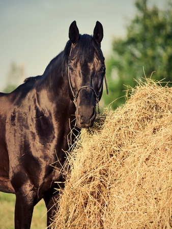portrait of black sportive horse near haystackの写真素材