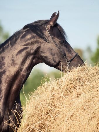 portrait of black horse near haystackの写真素材