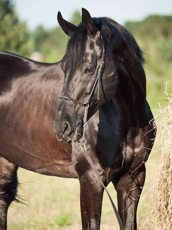 portrait of black beautiful sportive stallion in fieldの写真素材