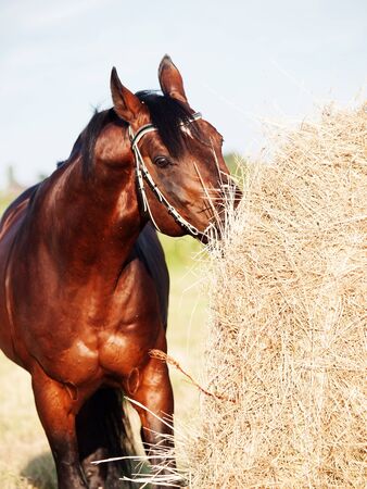 eating hay bay horse from haystack in fieldの写真素材
