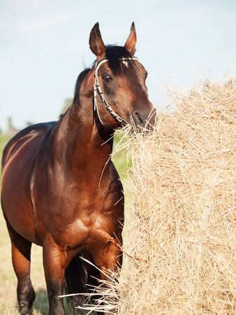 eating hay bay horse from haystack in fieldの写真素材