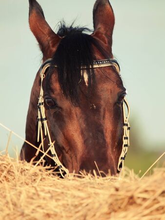 Portrait of  beautiful bay breed horse near  haystack. close upの写真素材