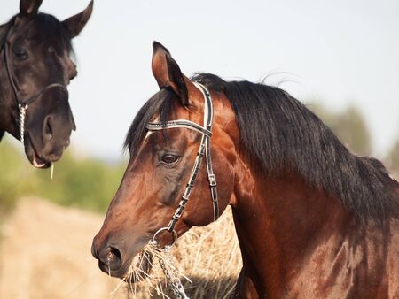 portrait of bay and black stallions の写真素材