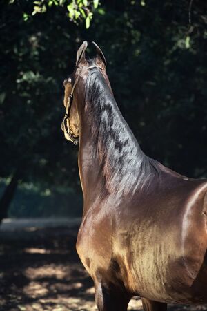 bay Marwari mare in garden. back viewの写真素材