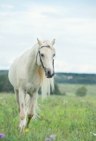 beautiful cream pony stallion wilking in the field. cloudy dayの写真素材
