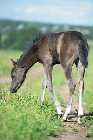 little pony baby in the fieldの写真素材