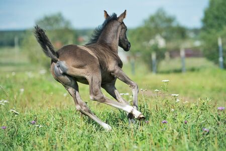 running pony foal in the meadow. back viewの写真素材