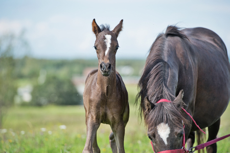  pony foal with mom  in the meadow の写真素材