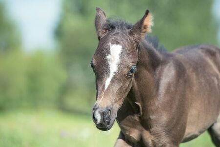 portrait of walking pony foal with mom  in the meadow の写真素材