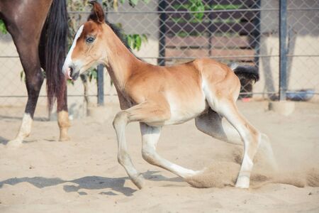 Baby horse runningの写真素材