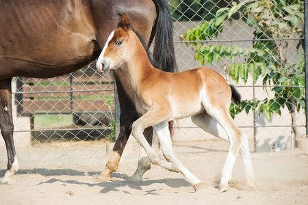 Baby horse running with momの写真素材