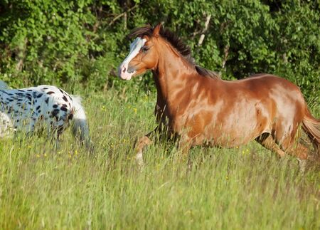 welsh pony and mini Appaloosa running  in the fieldの写真素材